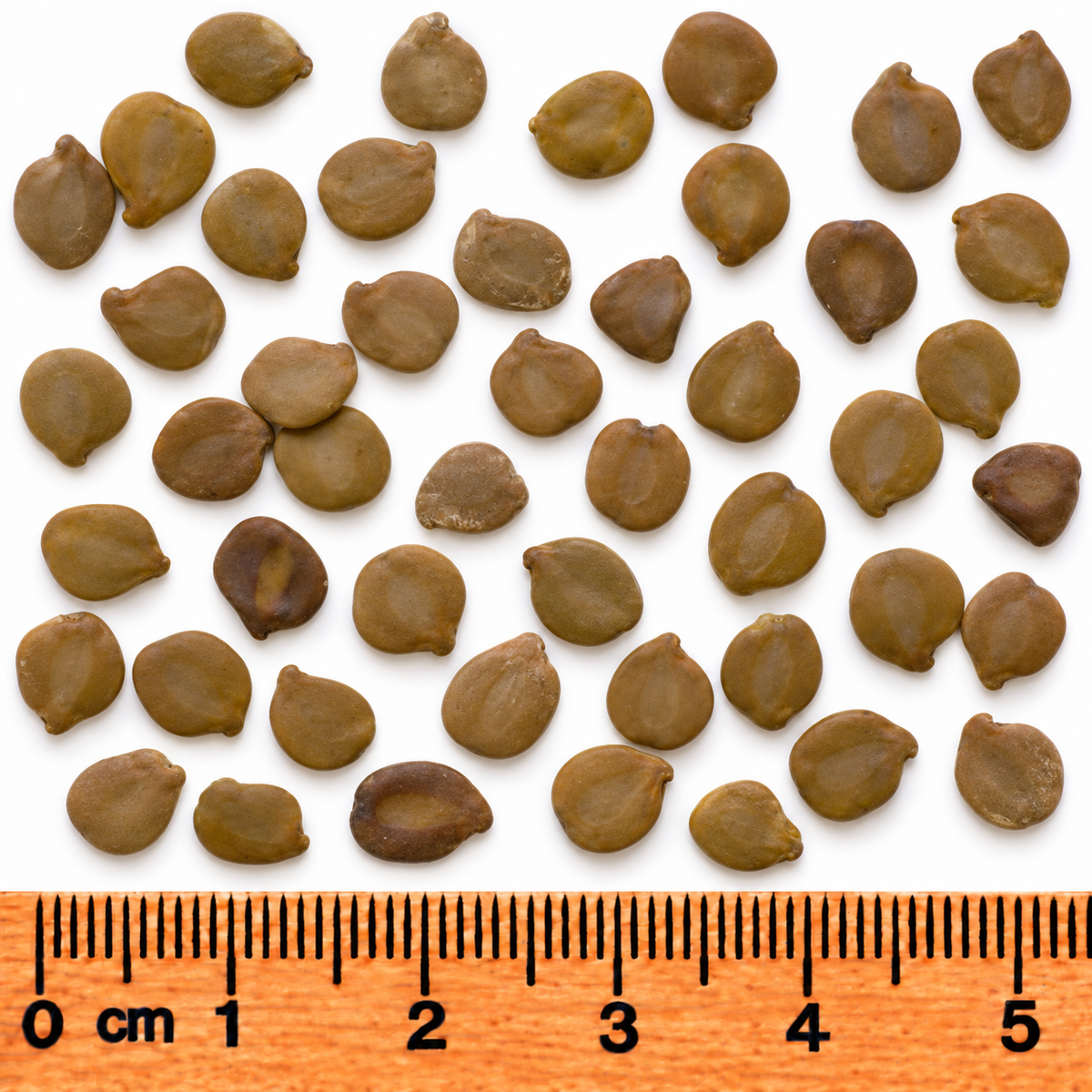 Northern Wild, Senna Seed