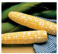 Serendipity, (F1) Corn Seed