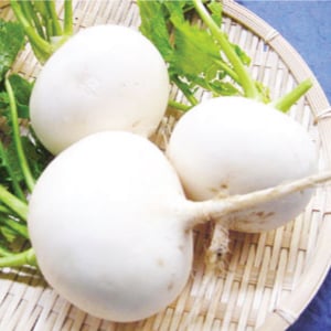 Seven Top, Turnip Seed