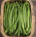 Seychelles, Bean Seeds