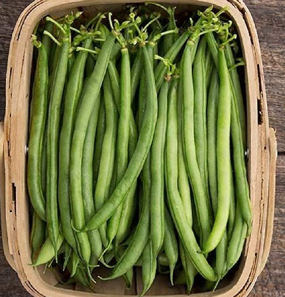 Seychelles, Bean Seeds