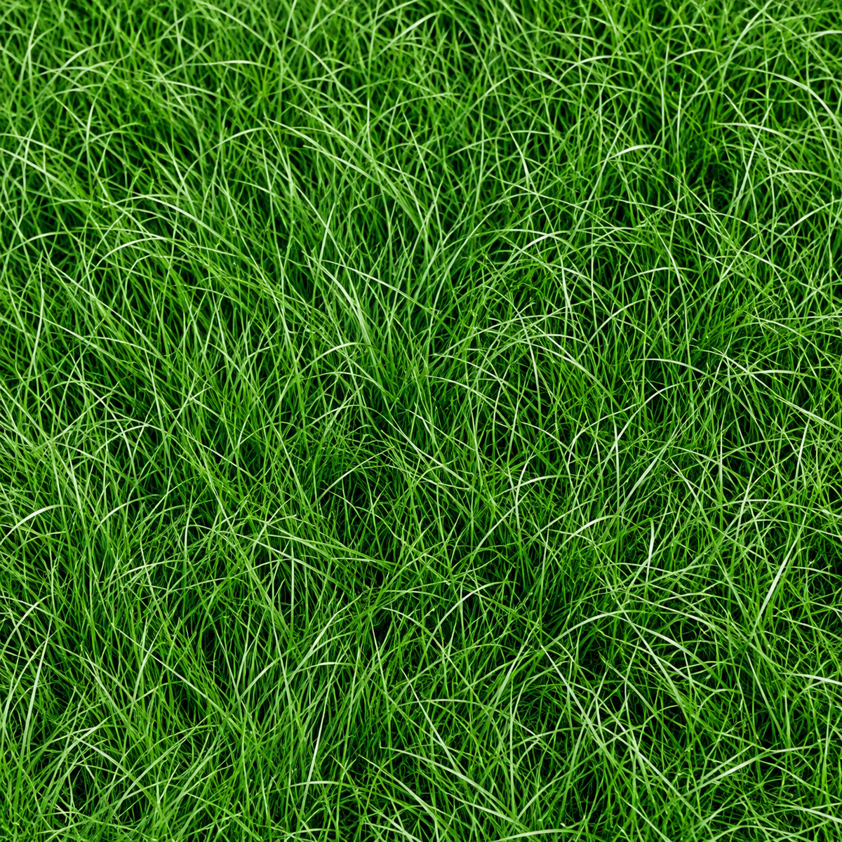 Shadow IV, Chewings Fescue Seed