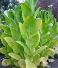 Shargo, Tobacco Seed