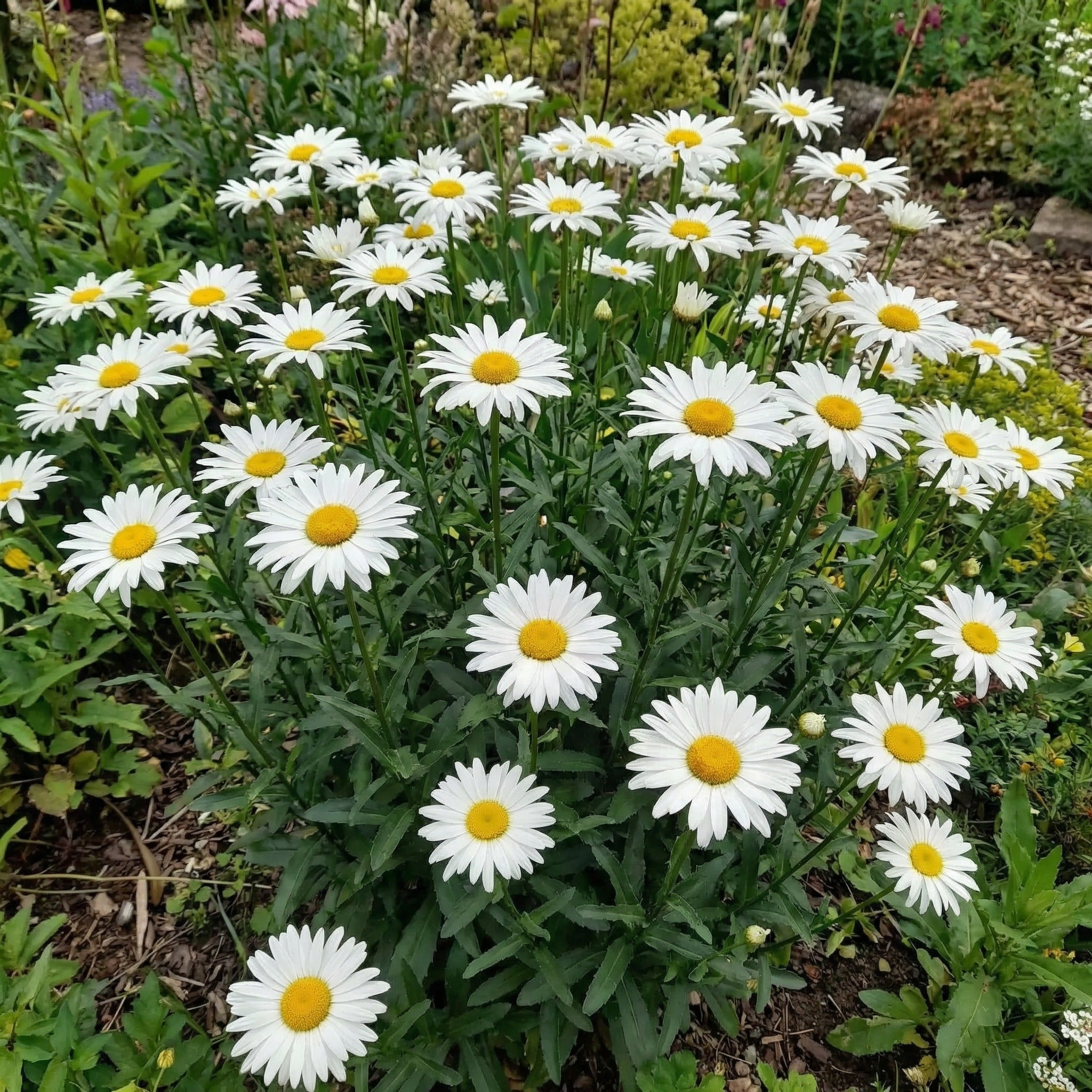 Shasta, Daisy Seeds