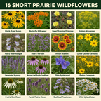 Short Prairie Flower Chart