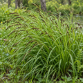Short's Sedge, Carex Seed