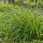 Short's Sedge, Carex Seed