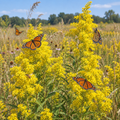 Showy, Goldenrod Seeds