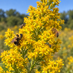 Showy, Goldenrod Seed