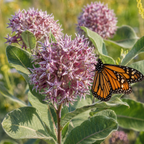 Showy Milkweed plant
