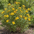 Shrubby St. John's Wort, Hypericum Seeds