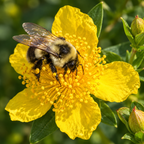 Shrubby St. John's Wort, Hypericum Seed