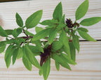 Siam Queen, Basil Seeds