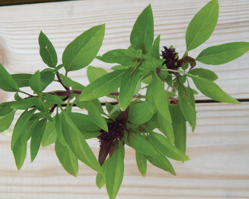 Siam Queen, Basil Seeds