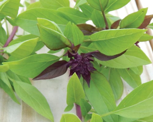 Siam Queen, Basil Seeds