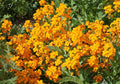 Siberian, Wallflower Seeds