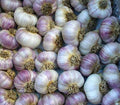 Siberian, Garlic Bulbs