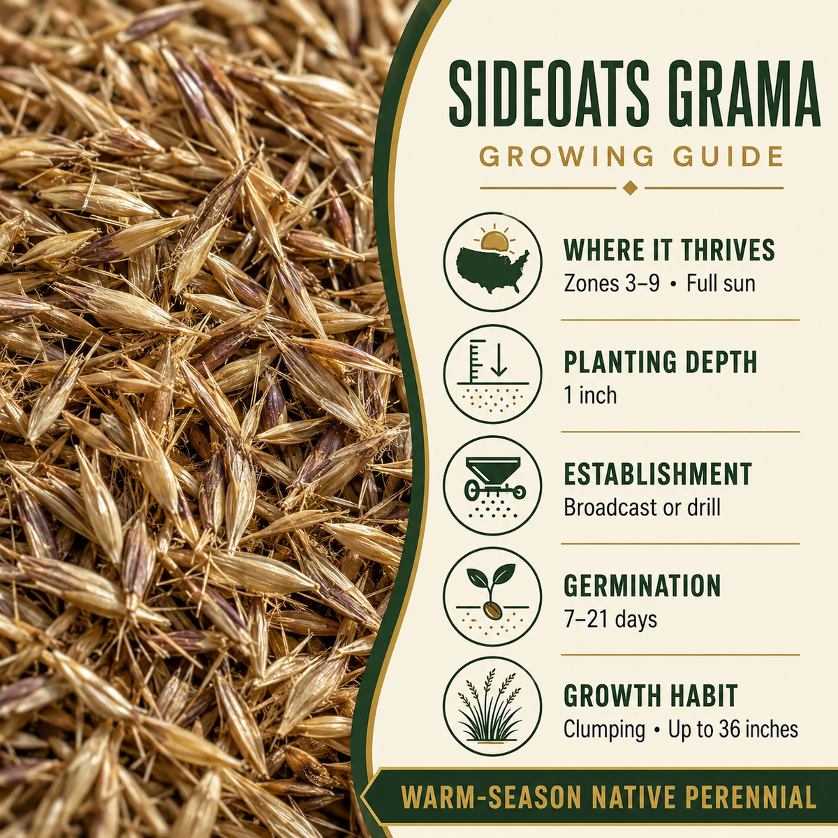 Sideoats Grama growing guide and seed