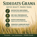 Sideoats Grama native grass benefits