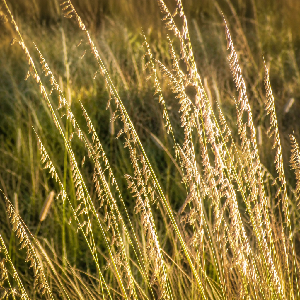 Sideoats Grama native prairie grass