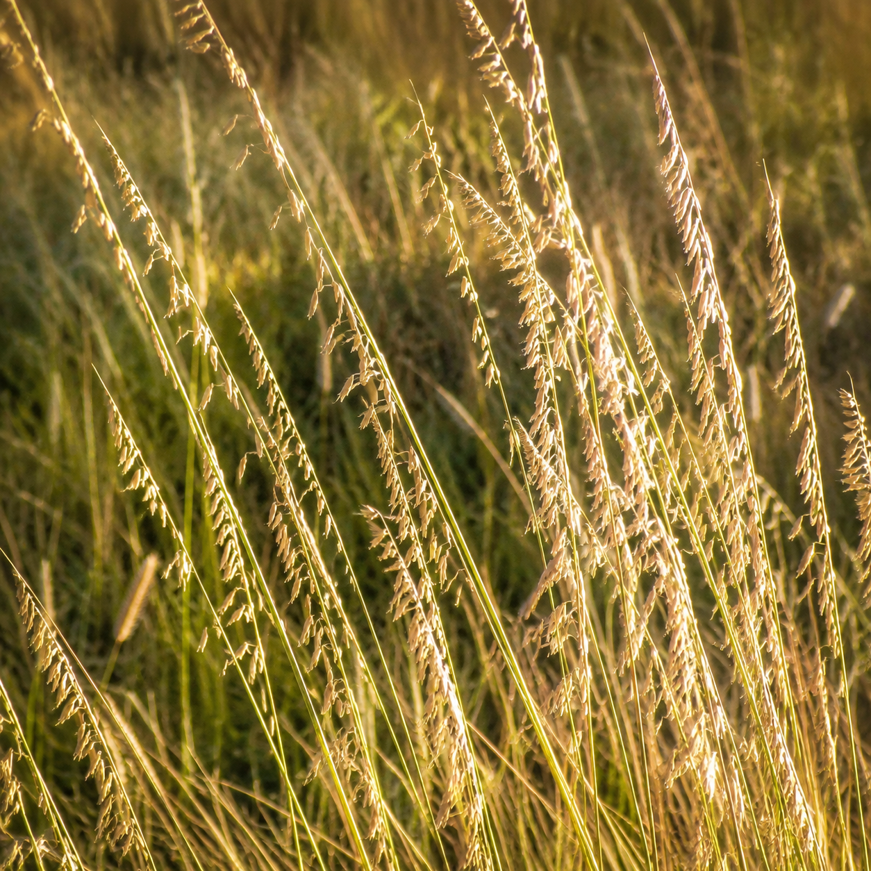 Sideoats Grama native prairie grass