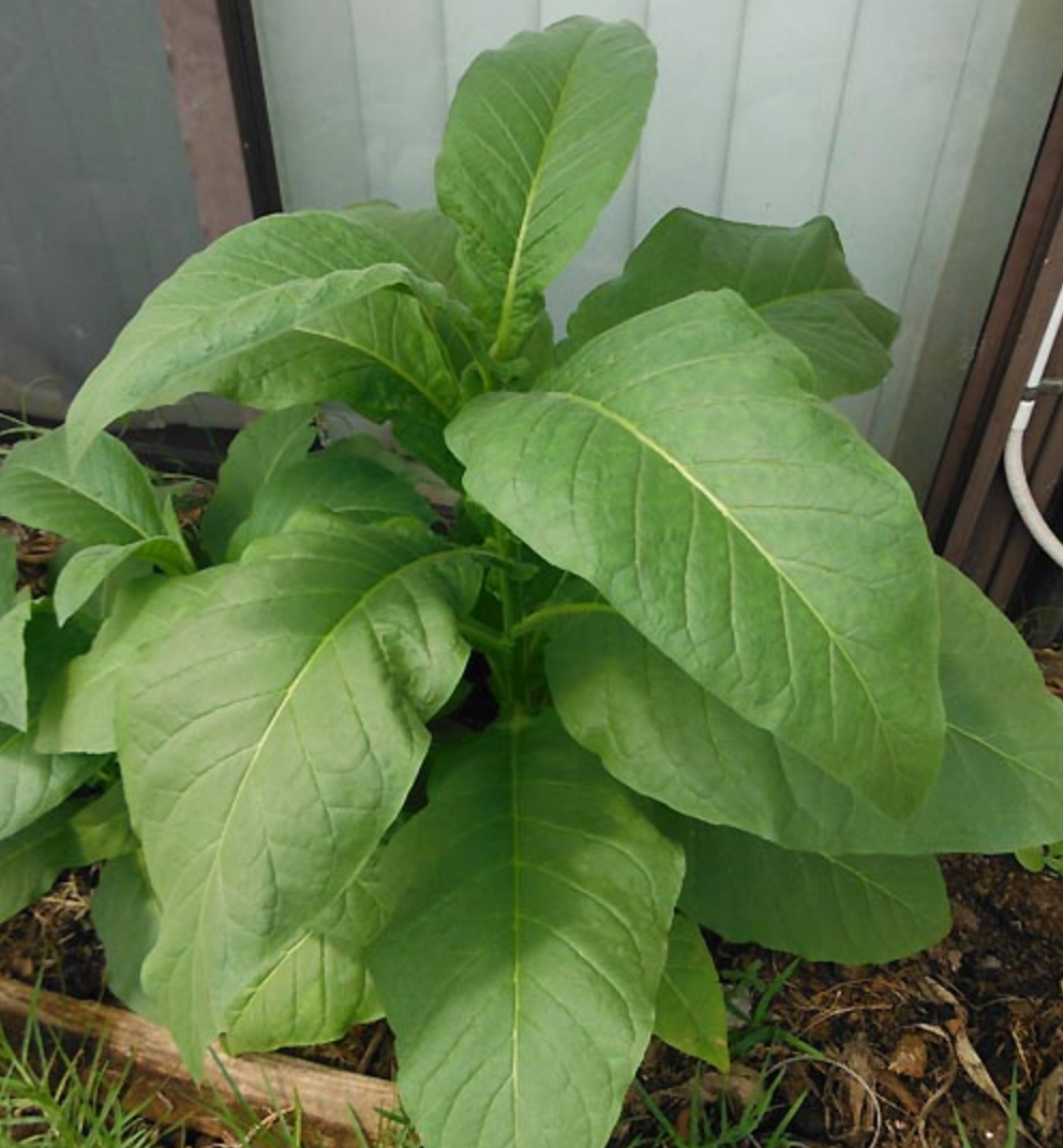 Silk Leaf, Tobacco Seed