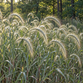Silky Wild Rye, Ornamental Grass Seed