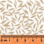 Silky Wild Rye, Ornamental Grass Seed