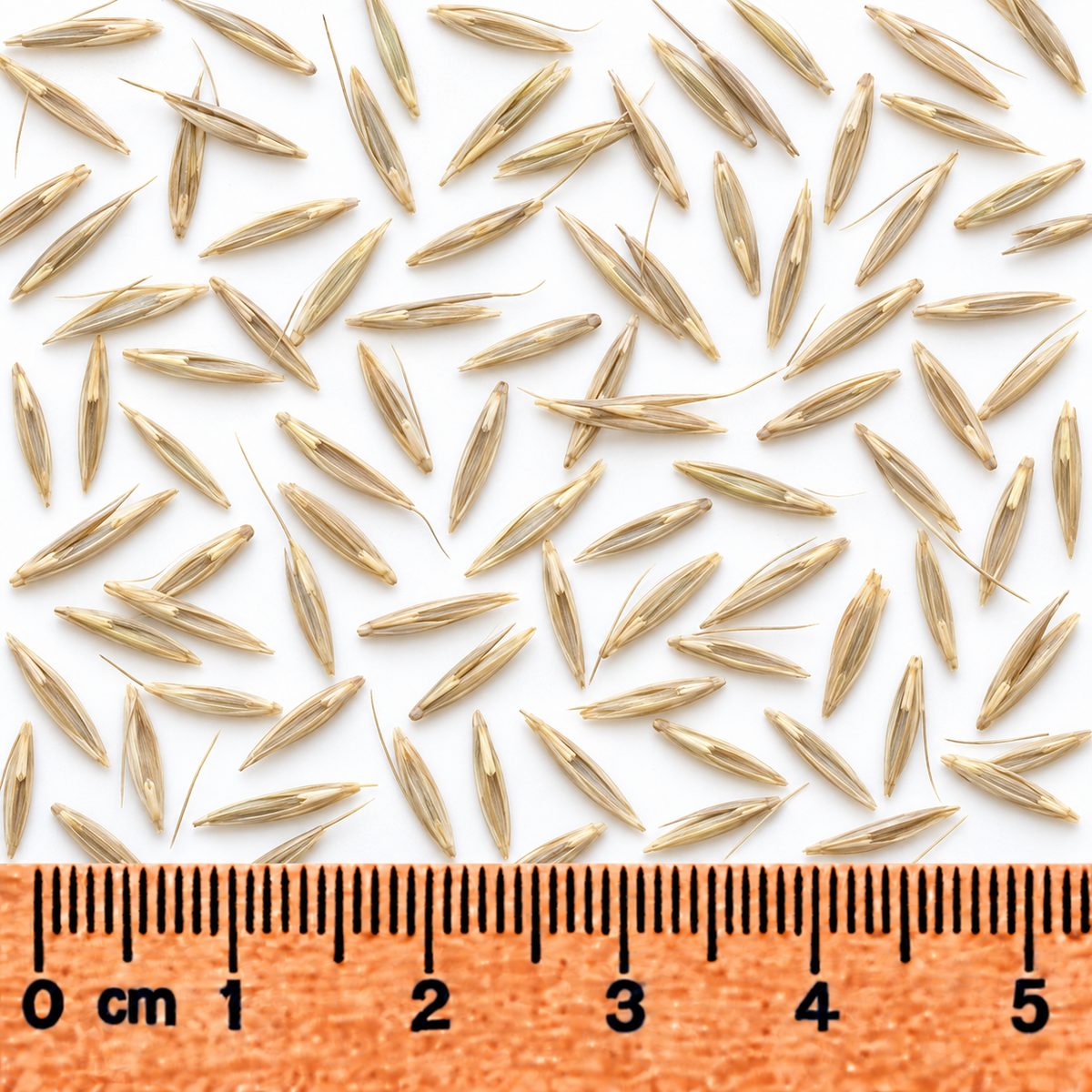 Silky Wild Rye, Ornamental Grass Seed