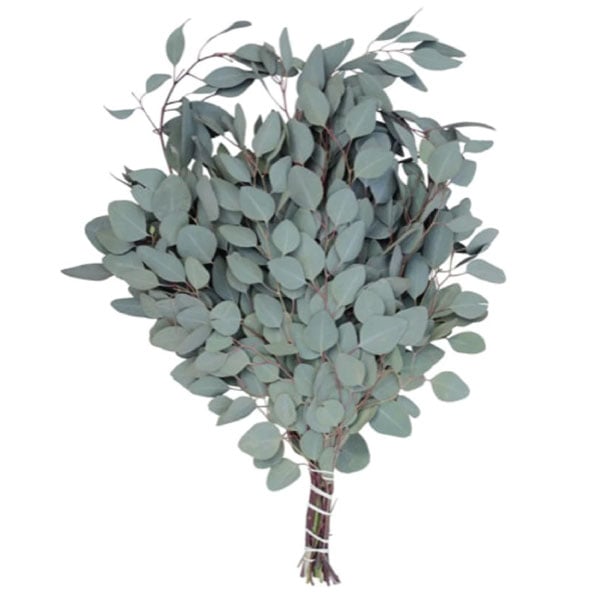 Silver Plate, Eucalyptus Seeds
