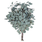 Silver Plate, Eucalyptus Seeds