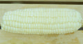 Silver Queen, (F1) Corn Seed