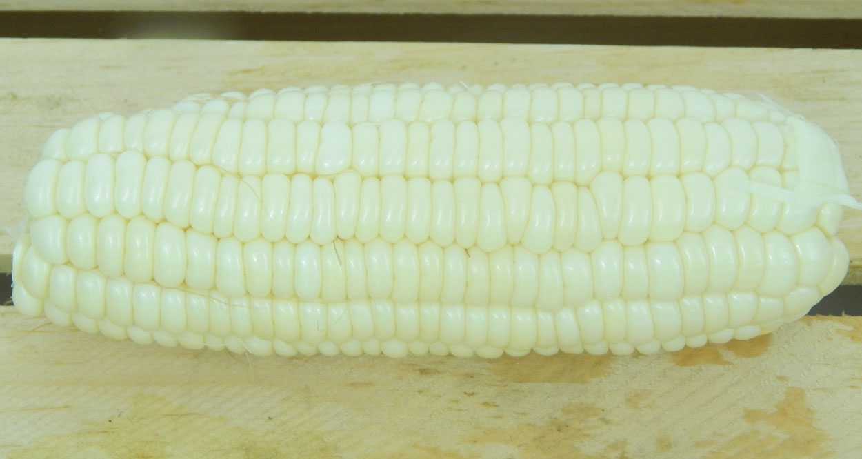 Silver Queen, (F1) Corn Seed