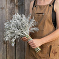 Silverdust, Dusty Miller Seed