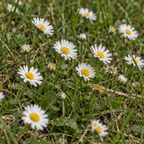 Single White, English Daisy Seed