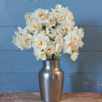 Sir Winston Churchill, Daffodil Bulbs