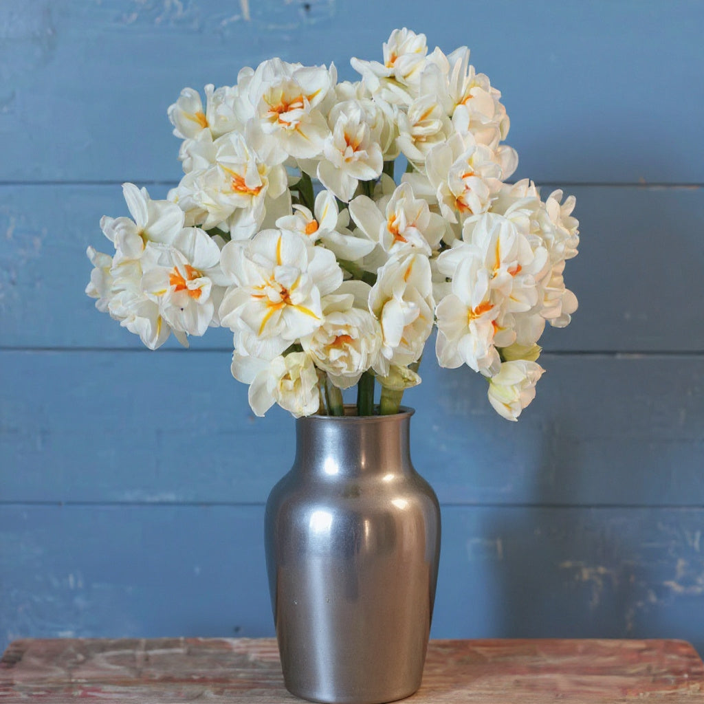 Sir Winston Churchill, Daffodil Bulbs