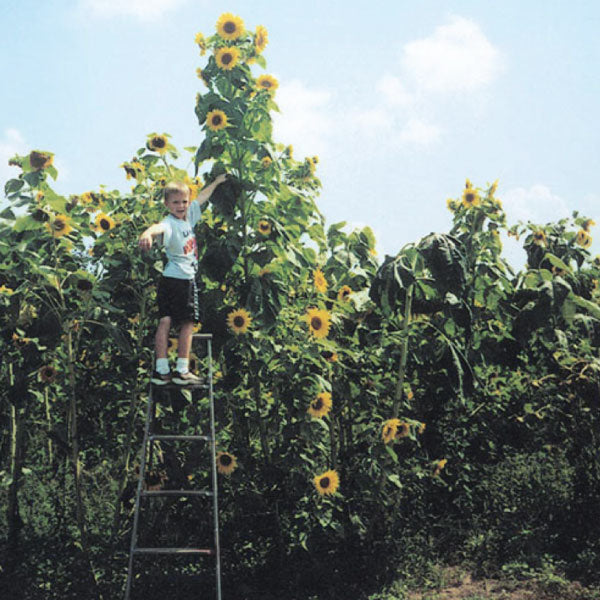Skyscraper, Organic Sunflower Seeds