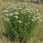 Slender, Mountain Mint Seeds