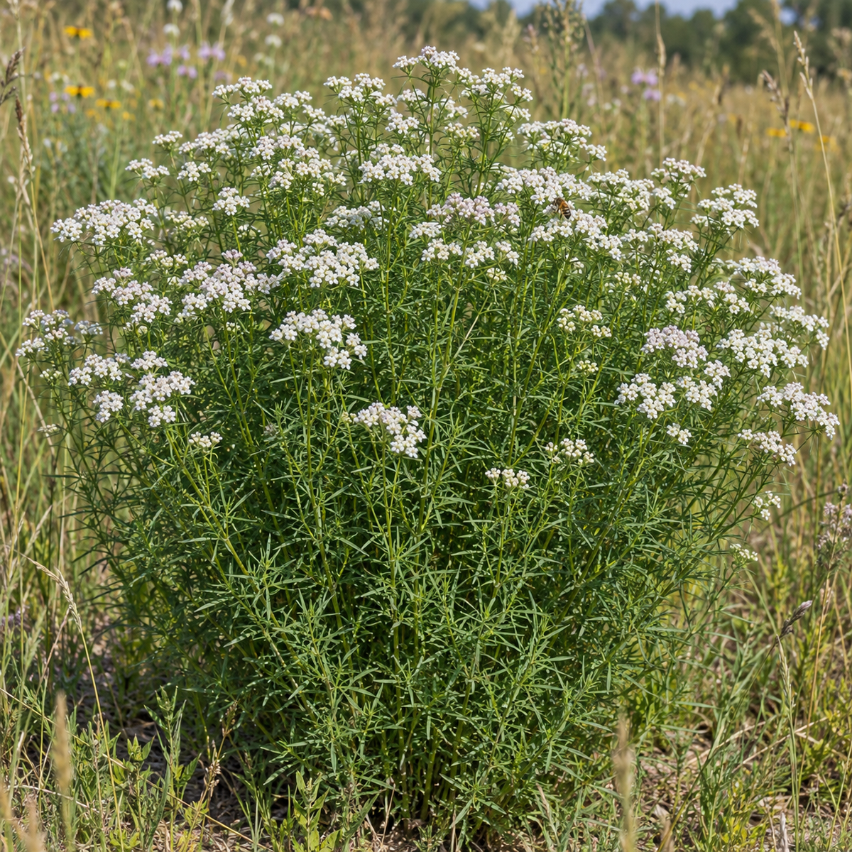 Slender, Mountain Mint Seeds