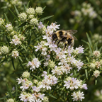 Slender, Mountain Mint Seed