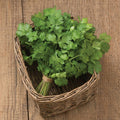 Slow Bolt, Organic Cilantro Seeds