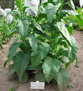 Small Stalk Black Mammoth, Tobacco Seed