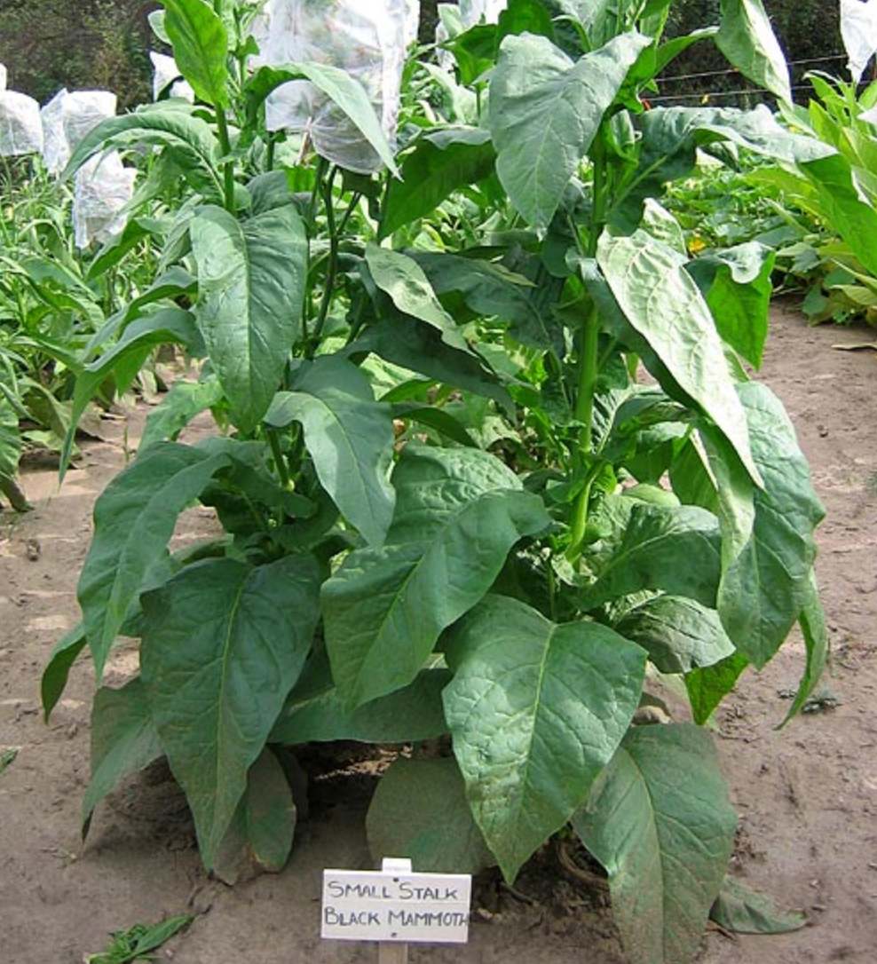 Small Stalk Black Mammoth, Tobacco Seed