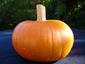 Small Sugar, Pumpkin Seeds