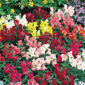Floral Showers Bicolor Mix, (F1) Snapdragon Seeds