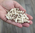 Soldier, Bean Seeds