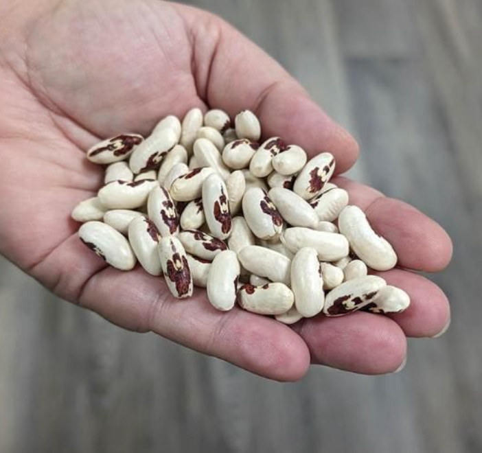 Soldier, Bean Seeds