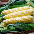 Solstice, (F1) Corn Seed