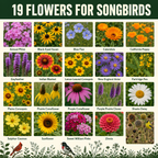 Songbird Flower Variety Chart